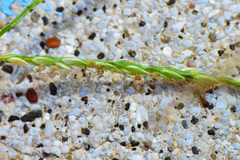Digitaria sericea