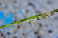 Digitaria sericea