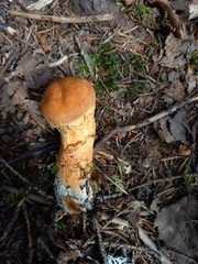 Aureonarius limonius