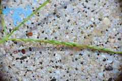 Digitaria sericea