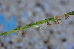 Digitaria sericea