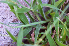 Digitaria sericea