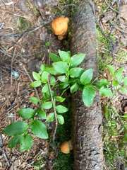 Aureonarius limonius