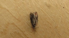 Olethreutes nigranum