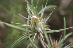 Berkheya carlinopsis