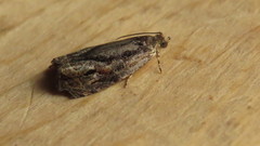 Olethreutes nigranum