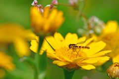 Sphaerophoria scripta