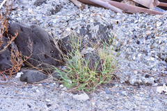 Digitaria sericea