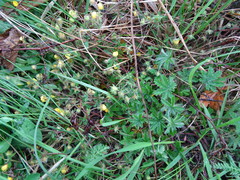 Potentilla heptaphylla