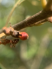 Callirhytis perditor