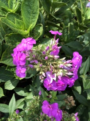 Phlox maculata