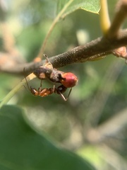 Callirhytis perditor