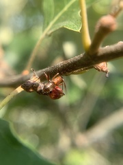 Callirhytis perditor