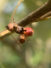 Callirhytis perditor