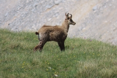 Rupicapra rupicapra balcanica