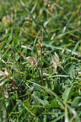 Chamorchis alpina