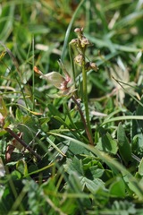 Chamorchis alpina