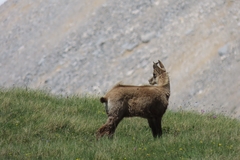 Rupicapra rupicapra balcanica