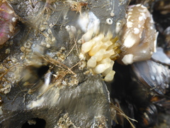 Acanthinucella