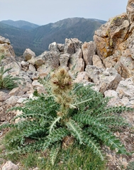 Cirsium scopulorum