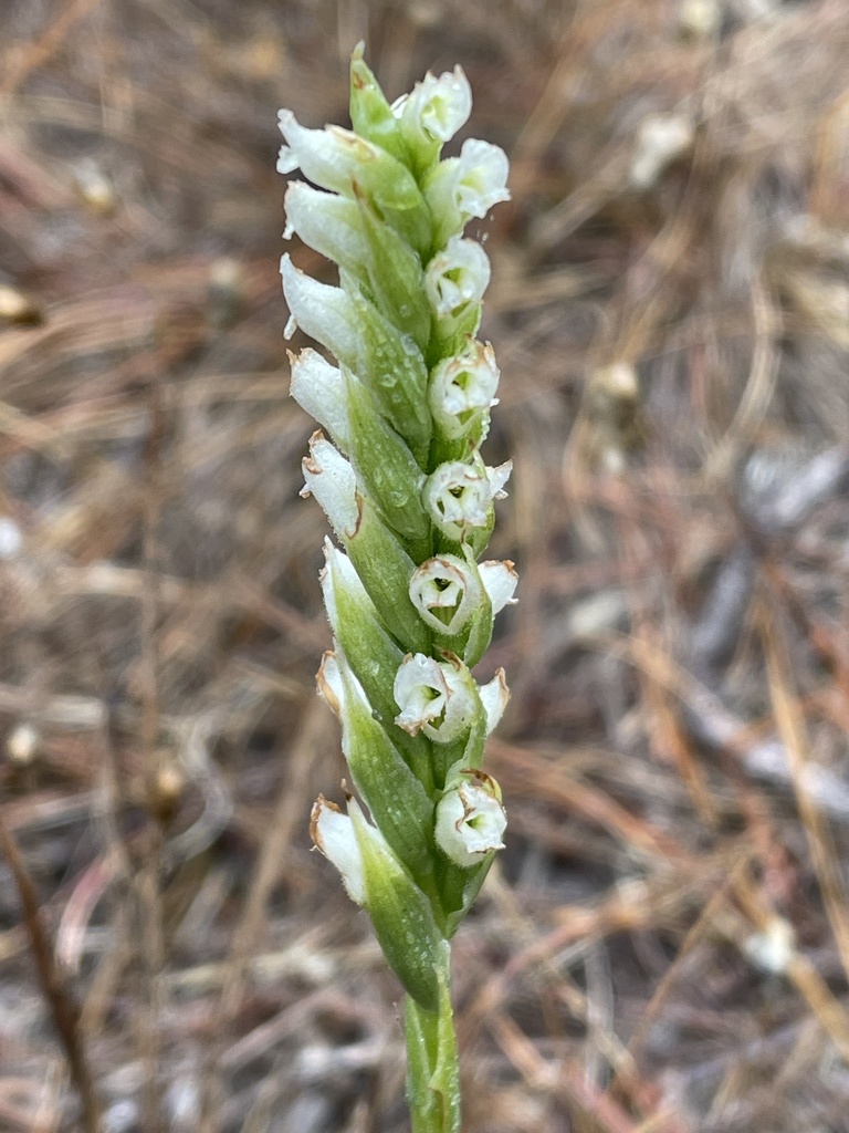 Hooded lady's tresses (Spiranthes romanzoffiana)