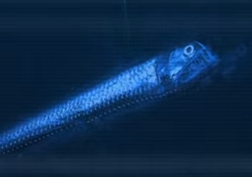 Dana Viperfish