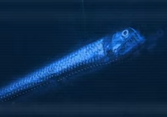 Dana Viperfish photo 1