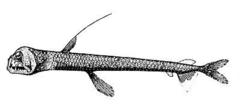 Dana Viperfish photo 2