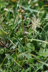 Chamorchis alpina