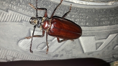 Anthracocentrus capensis