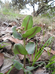Asclepias jaliscana