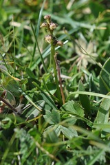 Chamorchis alpina