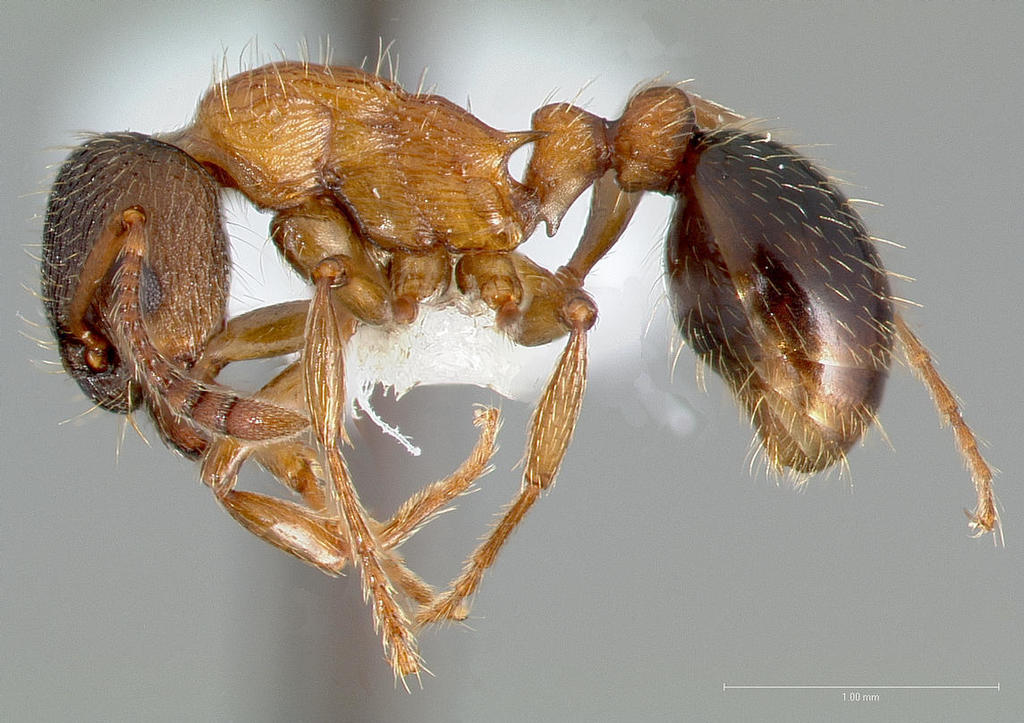 Myrmica discontinua