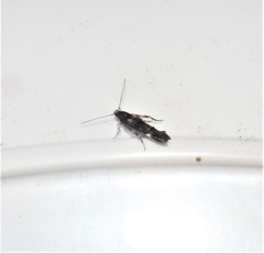 Mompha raschkiella