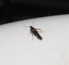 Mompha raschkiella