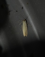 Eilema lutarella