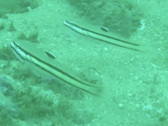 Valenciennea helsdingenii