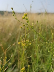 Bupleurum tenuissimum