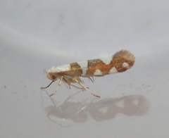Argyresthia brockeella