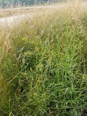 Bupleurum tenuissimum