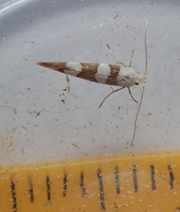 Argyresthia brockeella