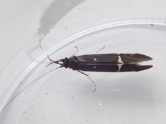 Athripsodes bilineatus