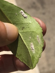 Pulvinaria floccifera