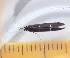 Athripsodes bilineatus