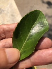 Pulvinaria floccifera