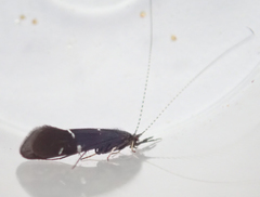 Athripsodes bilineatus