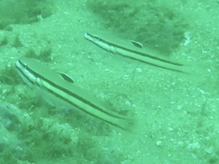 Valenciennea helsdingenii