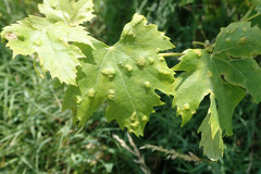 Colomerus vitis
