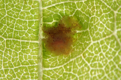 Colomerus vitis