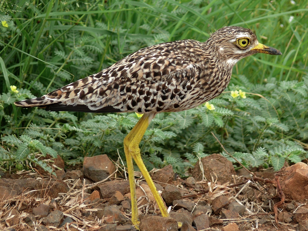 Spotted Thick-knee photo